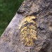 Eccaparadoxides pusillus